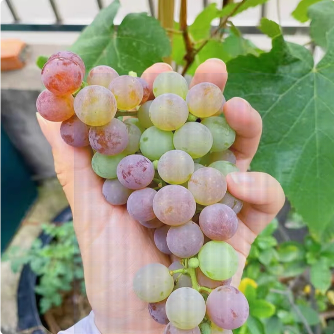 寒香蜜葡萄苗带盆带土发货