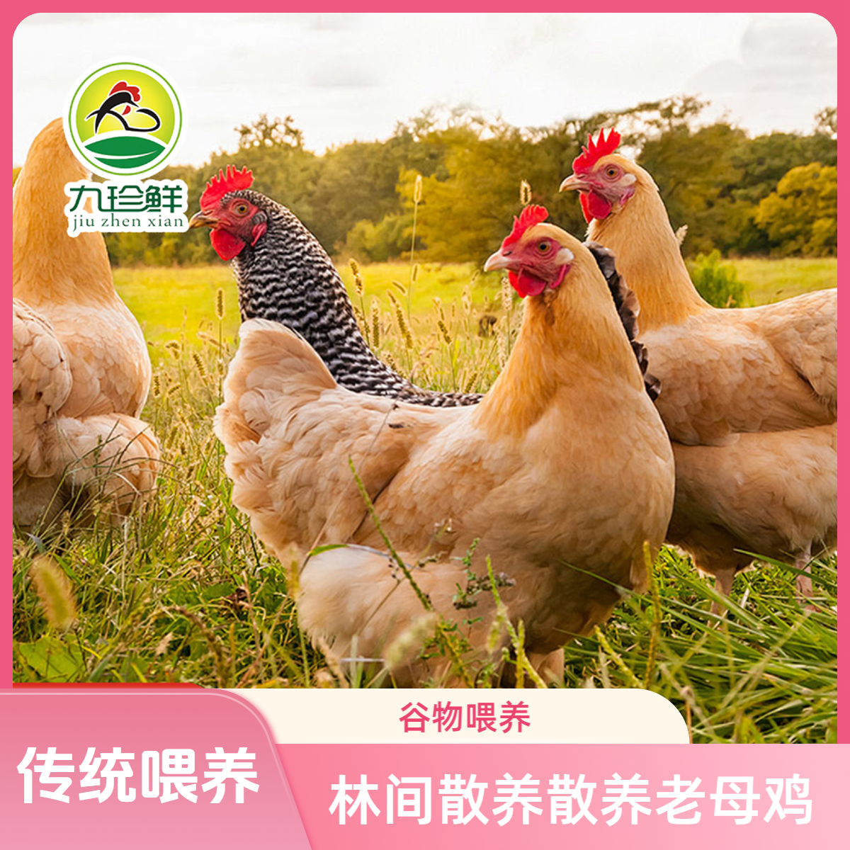 九珍鲜林间散养1年苏北纯种老母鸡顺丰次日达