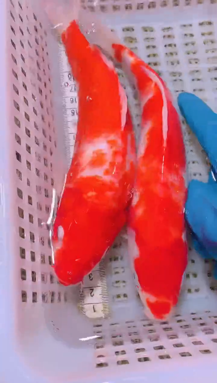 锦鲤冷水观赏鱼全场包邮77