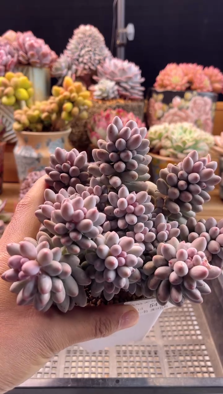 【闪购商品】1.15-54婴儿手指