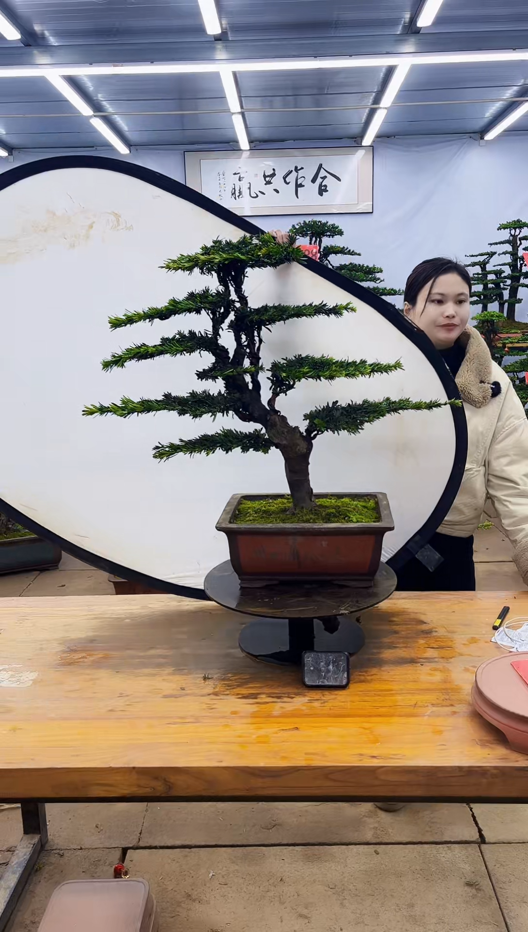 【闪购商品】高端盆景一物一拍，所见即所得