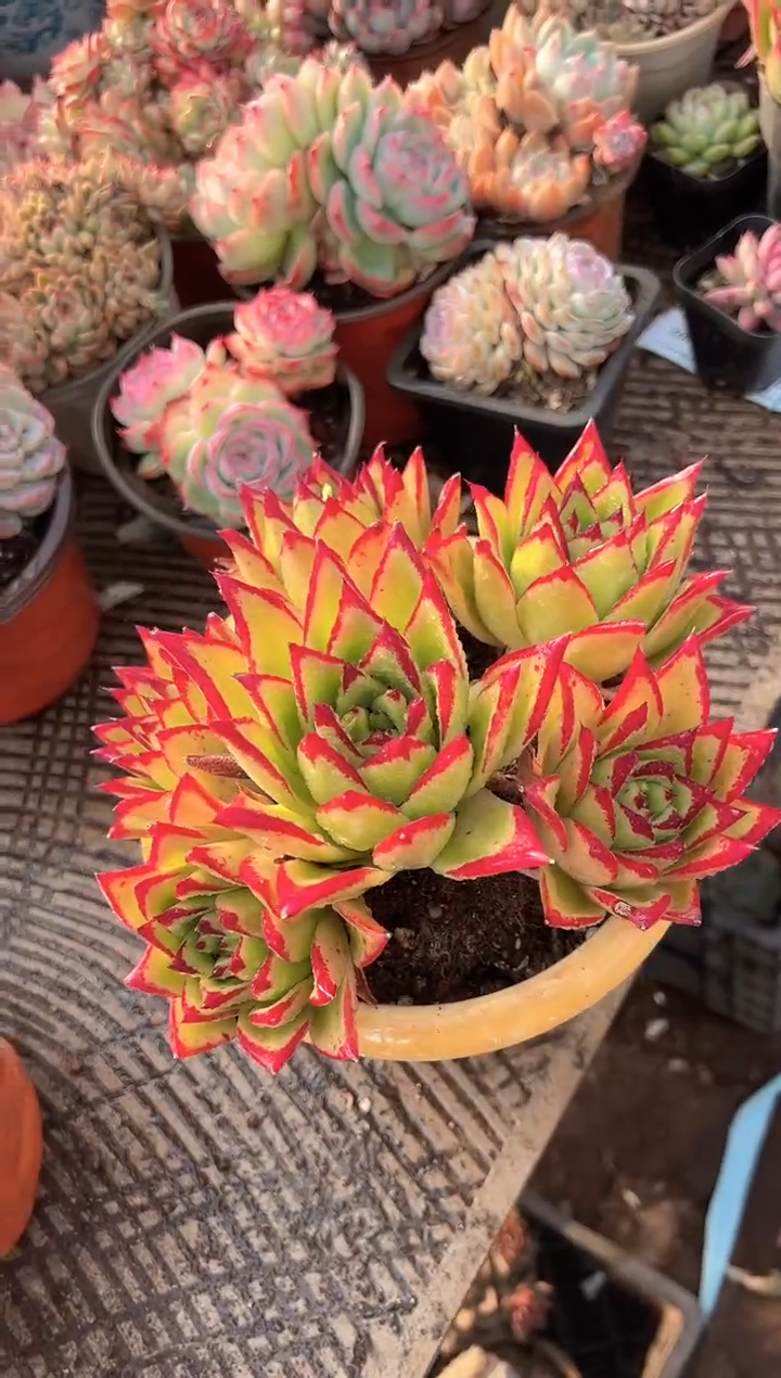 心*多肉植物一物一拍20296