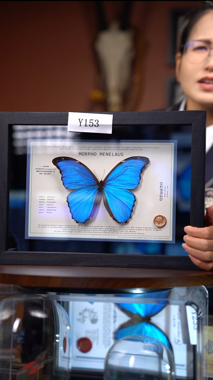 Y153    大蓝闪蝶  