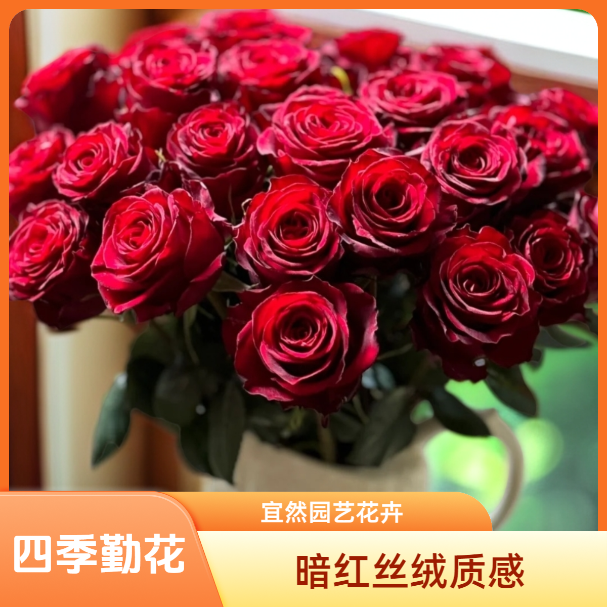 黑哥的花园高原红月季暗红色丝绒质感花瓣多头勤花抗病阳台盆栽