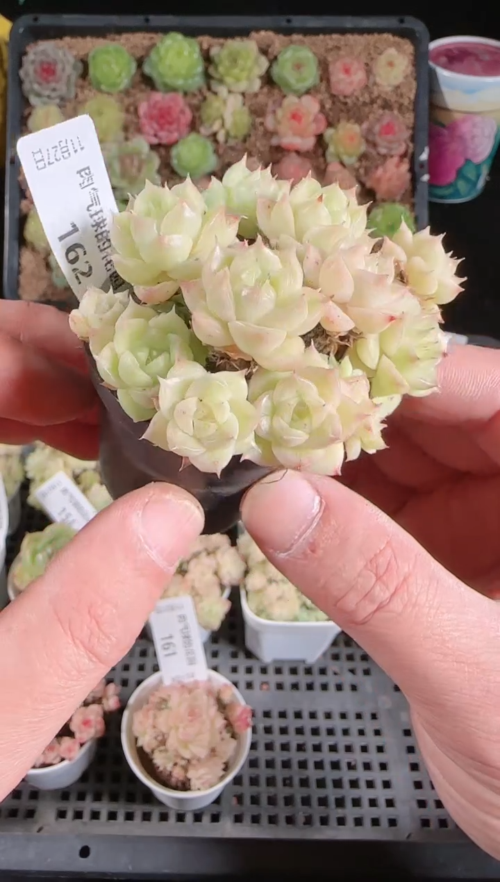 1127-162群生不包整