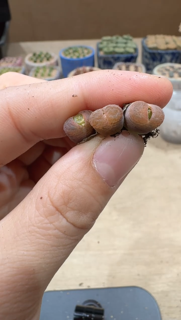 13-160多肉植物肉锥