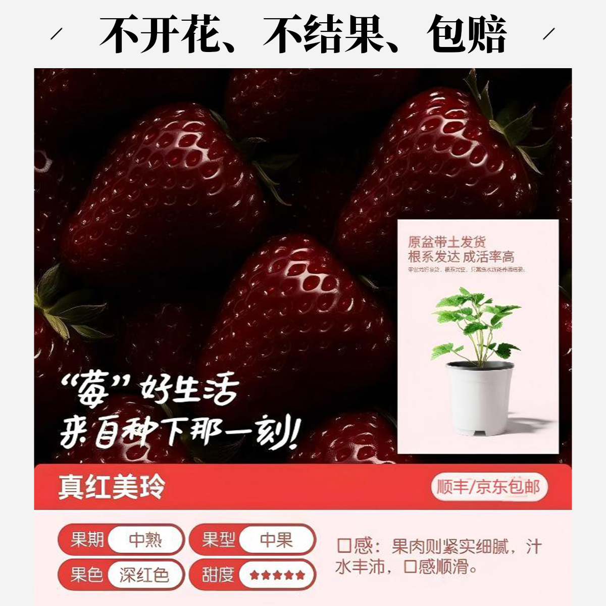 【真红美玲】精品草莓盆栽奶油草莓四季结果室内阳台种植易养活