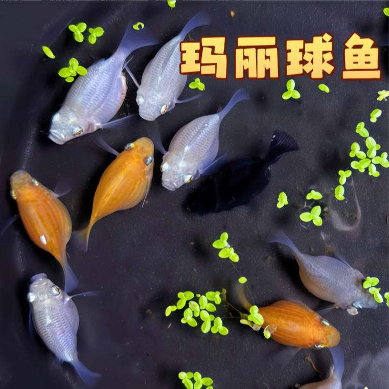 玛丽球鱼热带鱼胎生鱼带孕小型鱼（适合温度20-38度）