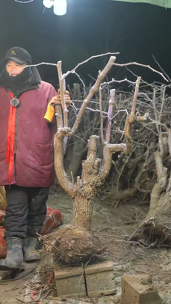 完全开放枣树1180