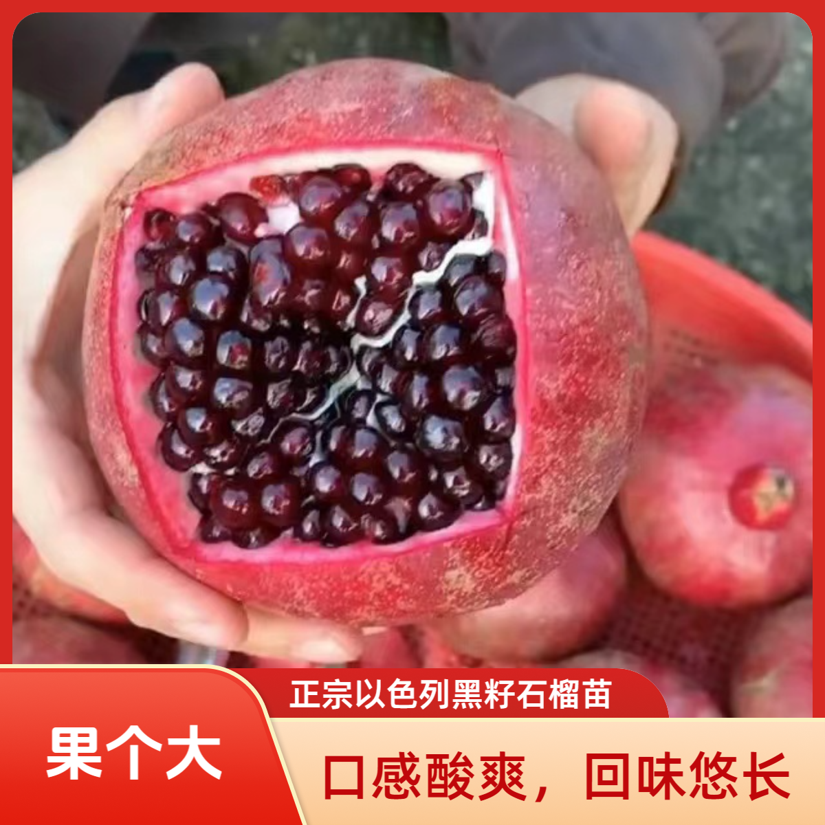 酸爽以色列黑籽石榴树苗别墅庭院风景树对版果树苗