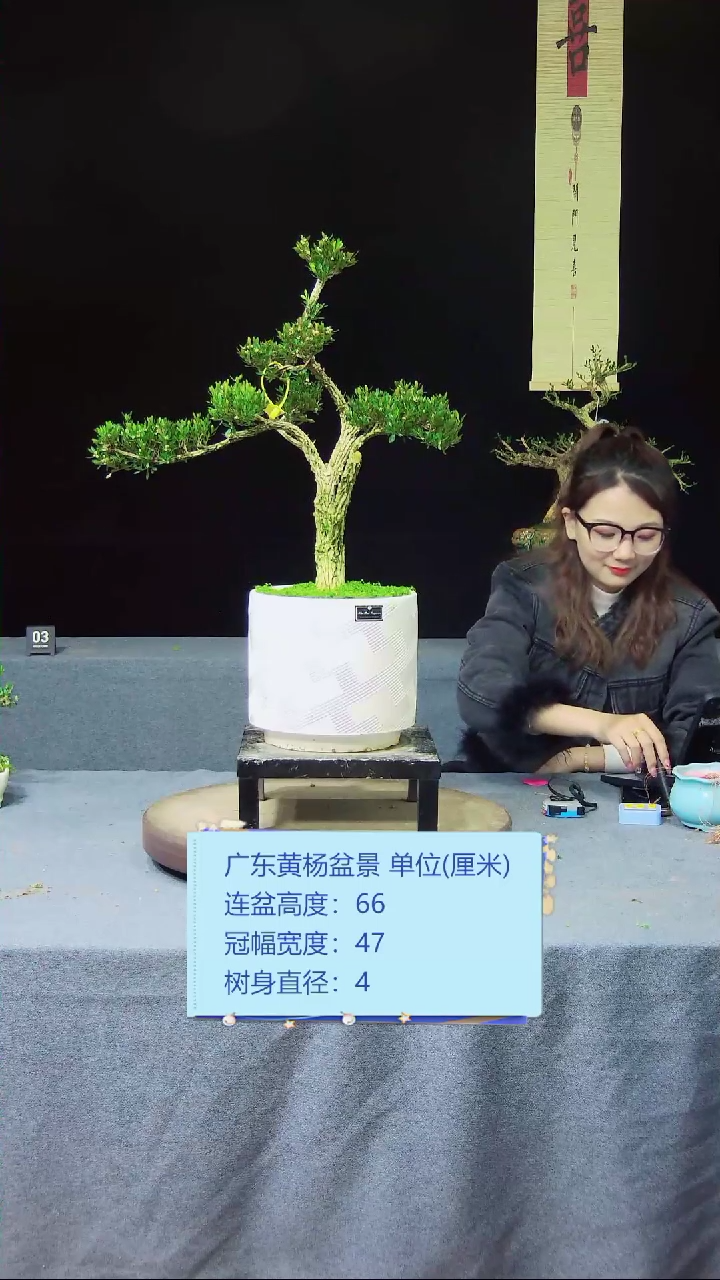 【闪购商品】黄杨盆景黄杨盆景