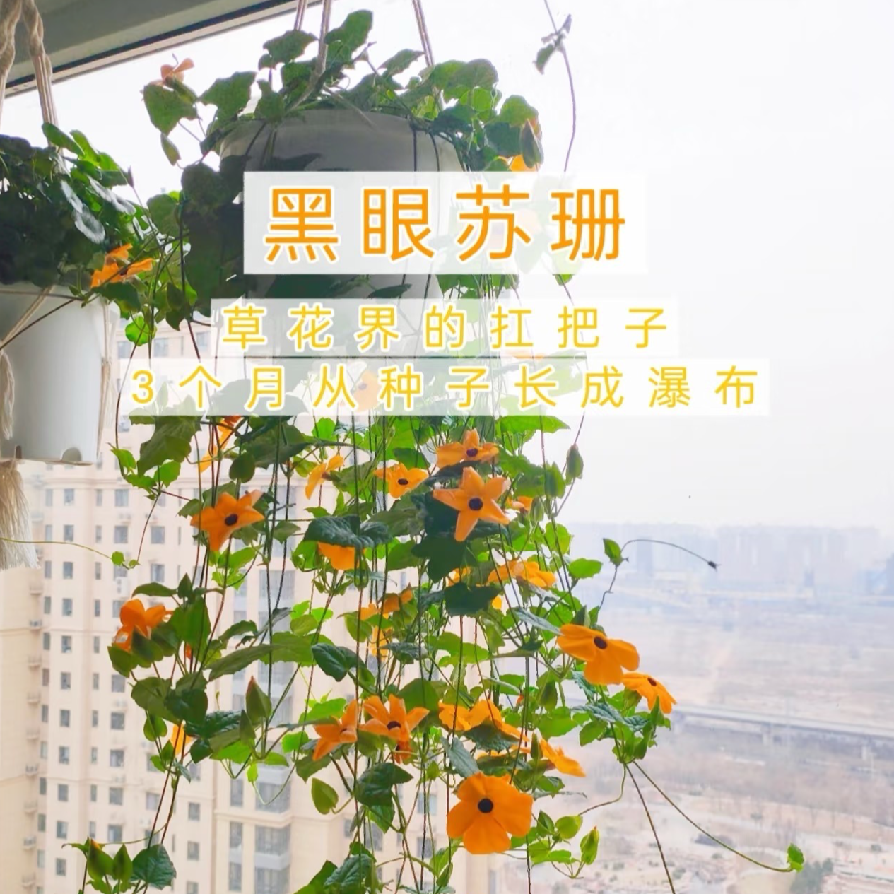 【吉米】黑眼苏珊盆栽垂吊爬藤花卉耐热多季开花适合庭院阳台种植