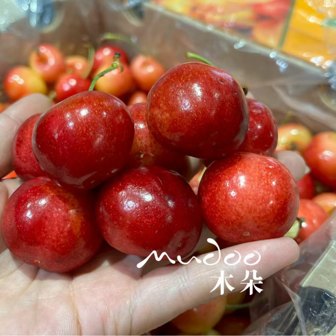 【即时配送】RAINIER黄金车厘子-1份（500g）雷尼尔智利