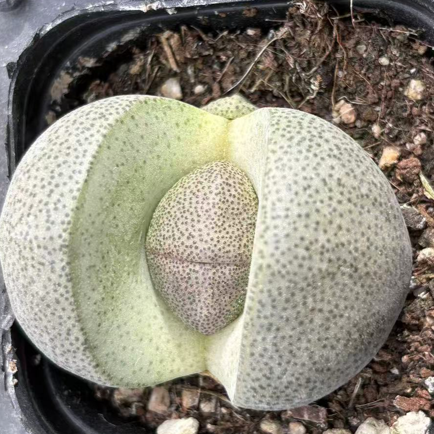 【满19.9元包邮】绿帝玉元宝多肉