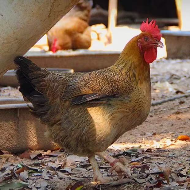 现场称重 本地农村土鸡