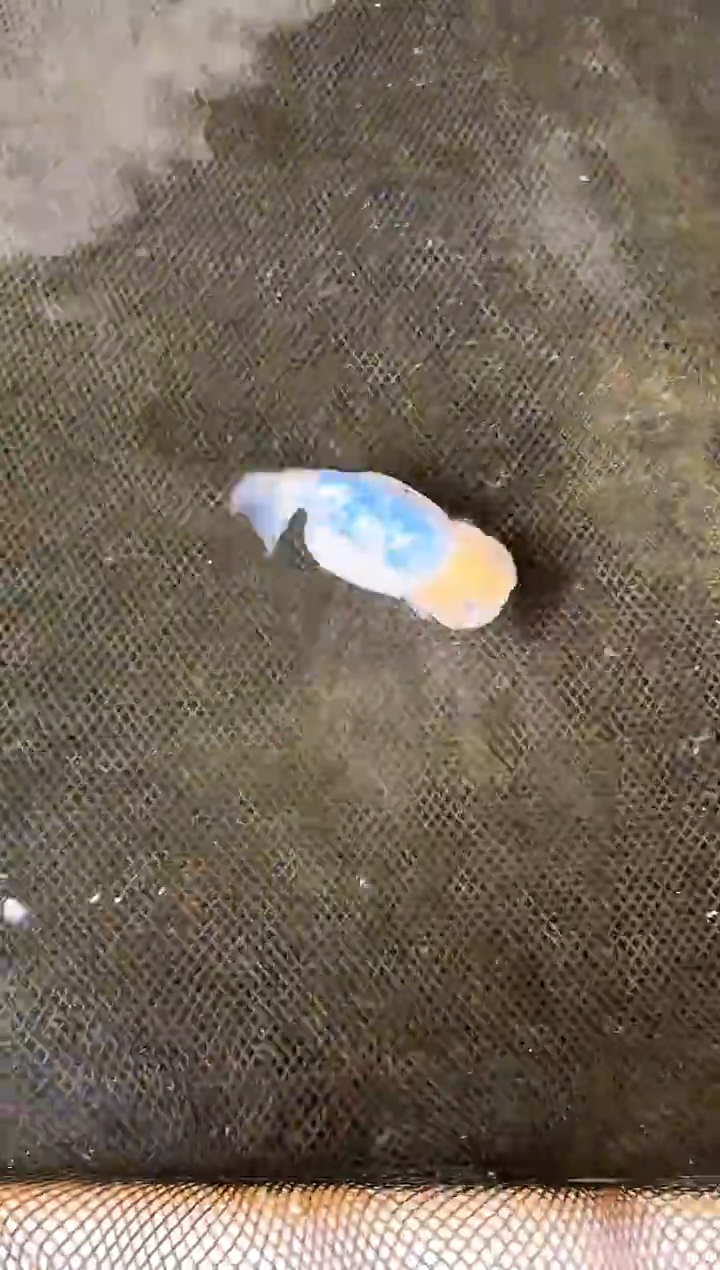 金鱼F****1水娃娃观赏鱼兰寿金鱼  不包邮