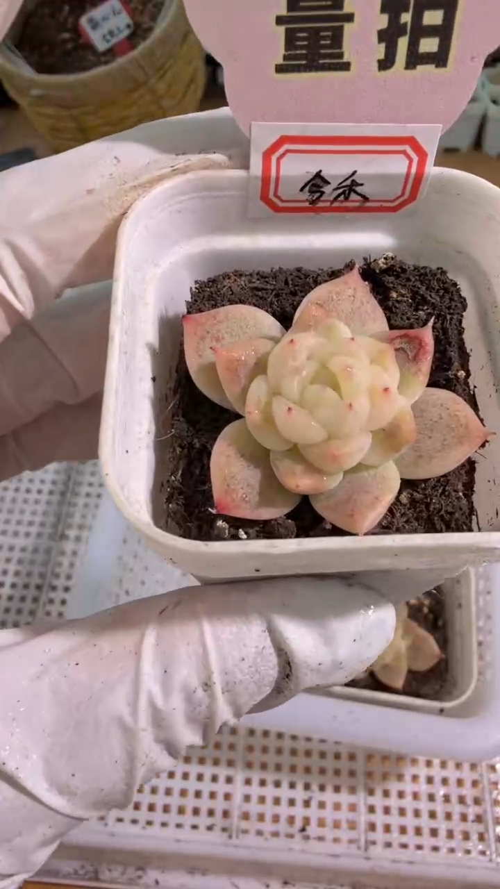 B-今禾五方一盆 单双混 量拍混发