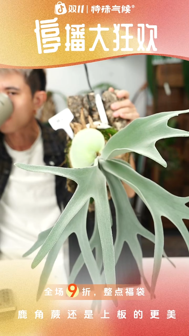 不开花植物W223-zombie鹿角蕨