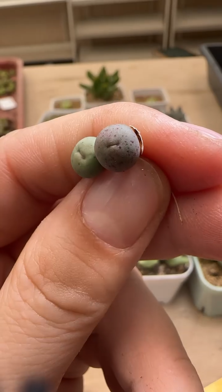 【闪购商品】15-79