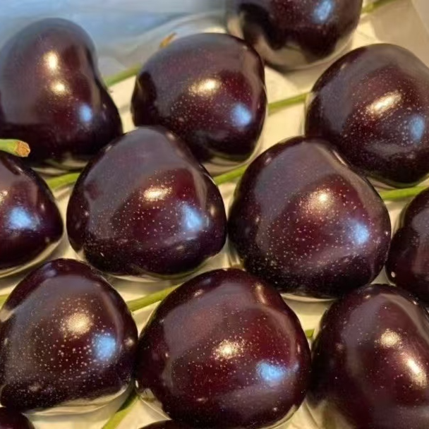 烟台大樱桃俄罗斯八号