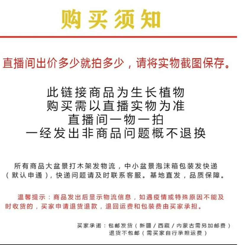 赤楠绿紫薇绿植盆栽 一物一拍付米链接