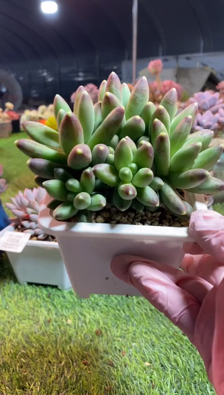 【闪购商品】0329a