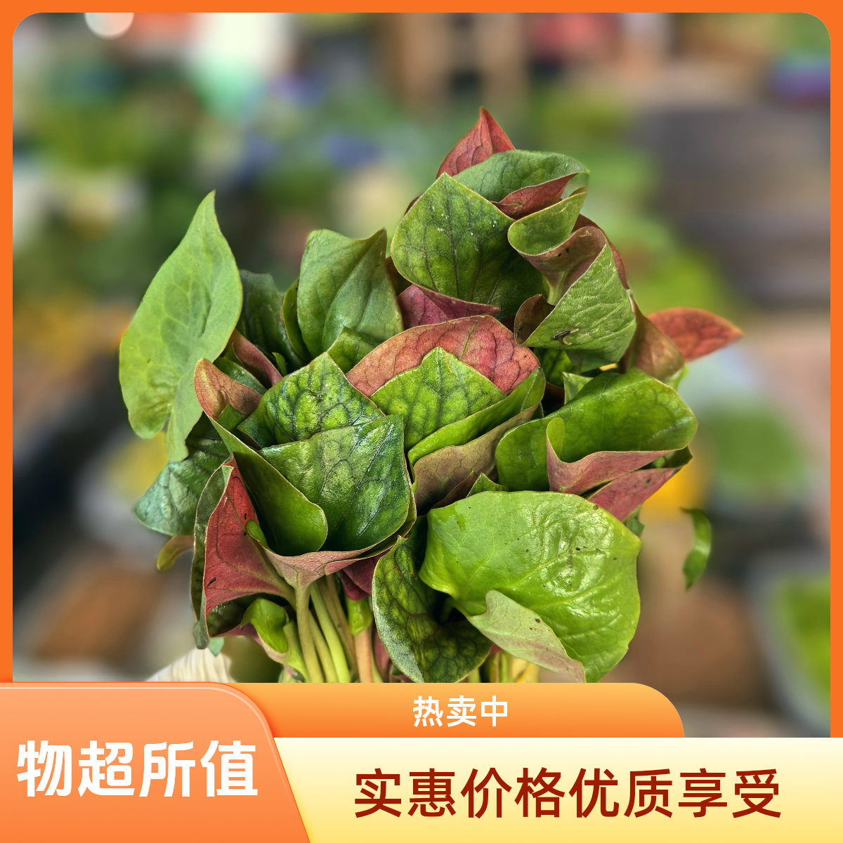 云南新鲜折耳根鱼腥草嫩叶子当季蔬菜现摘现发嫩叶嫩芽