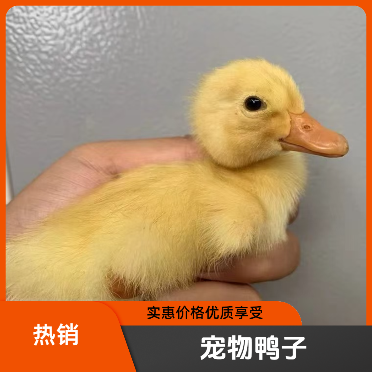 宠物鸭 网红柯尔鸭小黄鸭儿童宠物 包邮包活到家