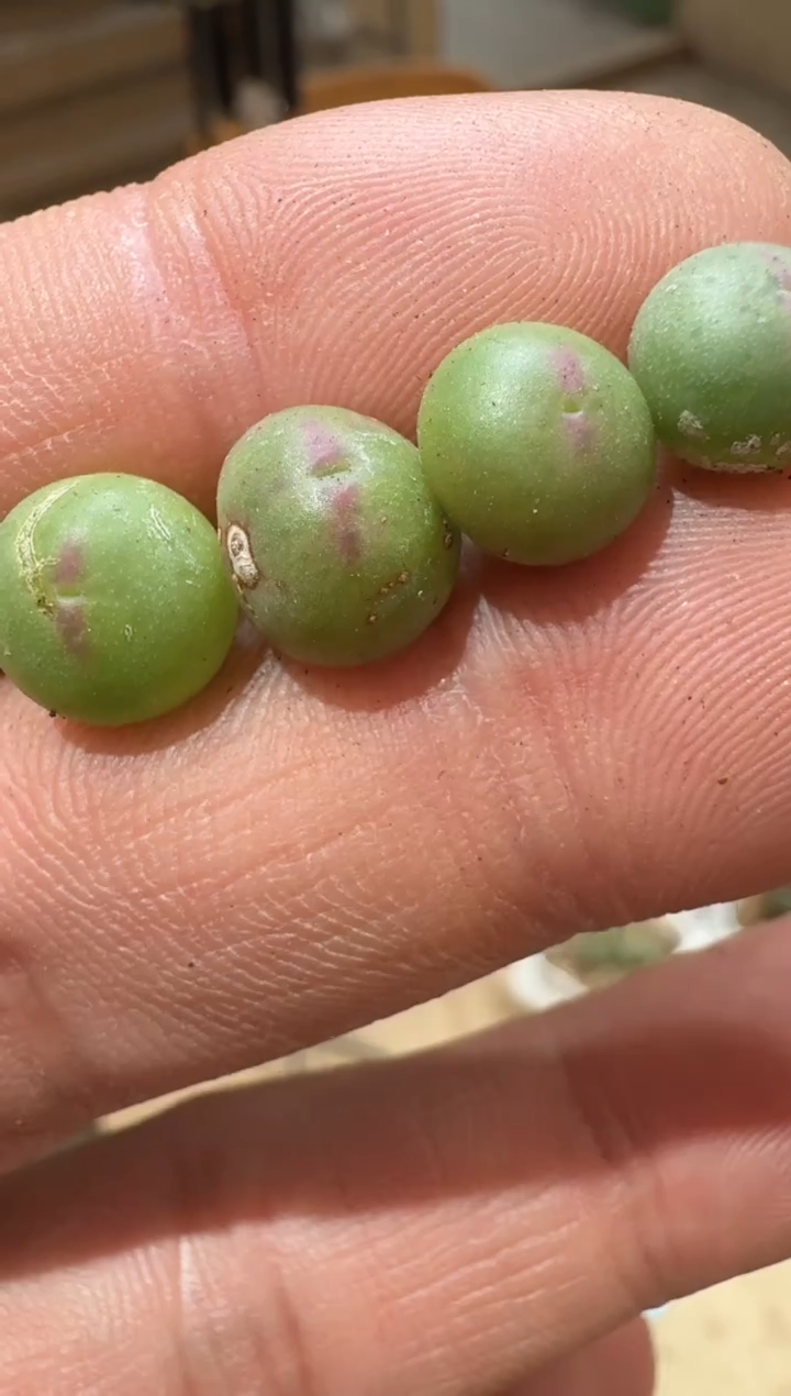 16多肉植物肉锥皮卡丘一颗
