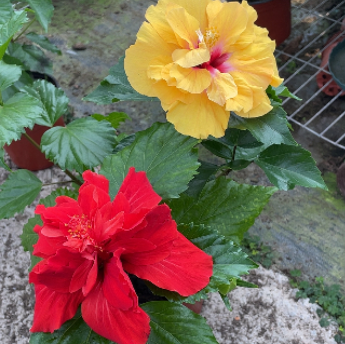 木槿红黄双色一盆170