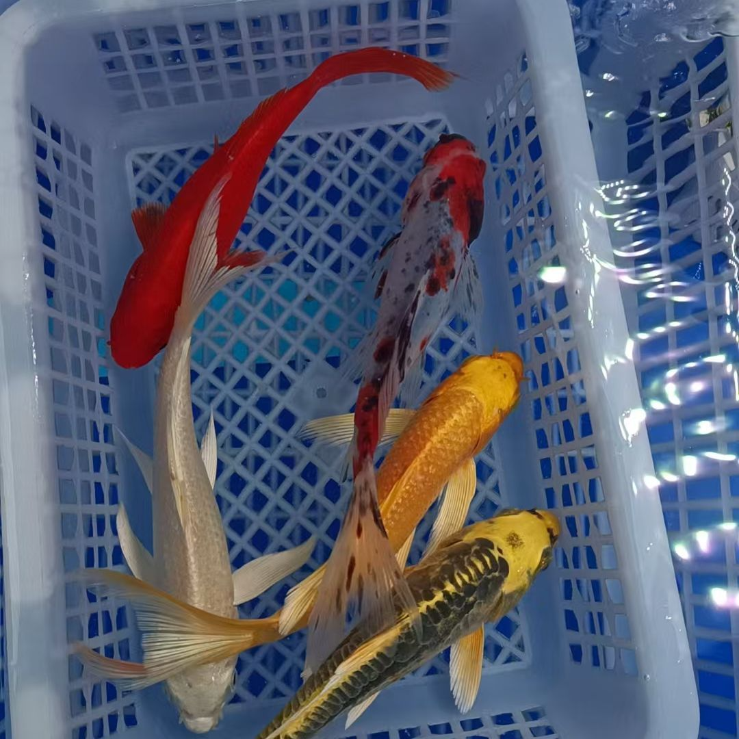 1号【白+红+黄+金+兰花】10-12cm红色红白是草金精品冷水鱼