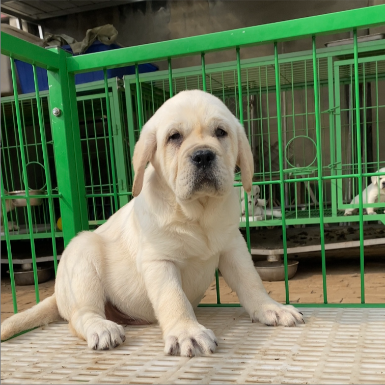 （小拉拉与蓝胖子家）T小狗狗活体