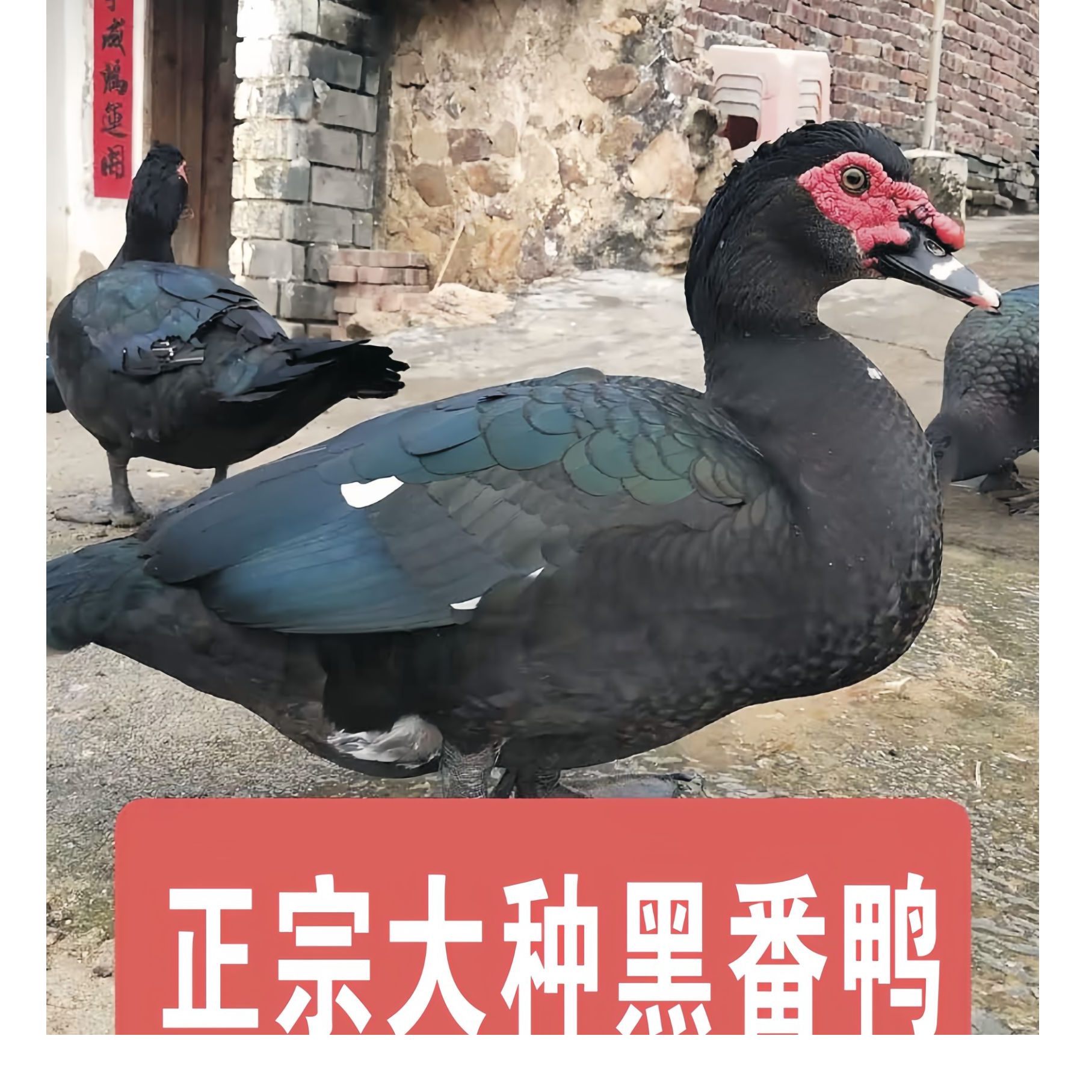 福建发货黑 番 白 番 莆田 黑鸭  京东包邮