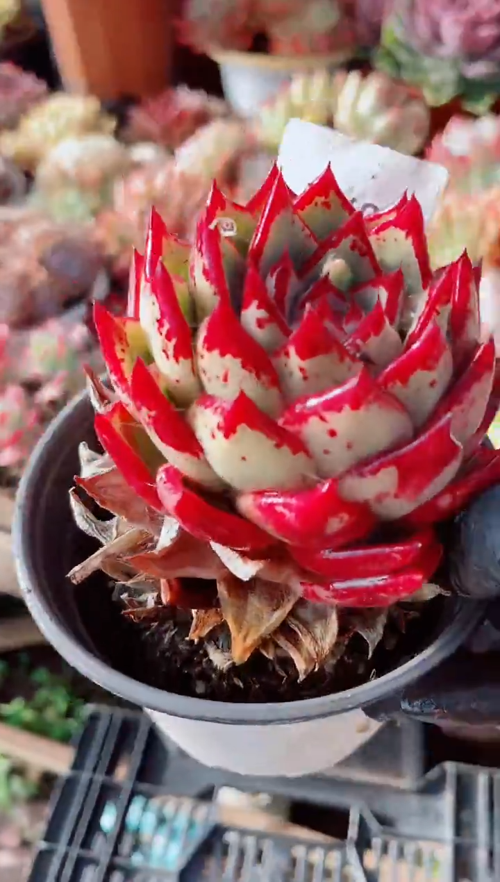 沙跃跃精品多肉30074