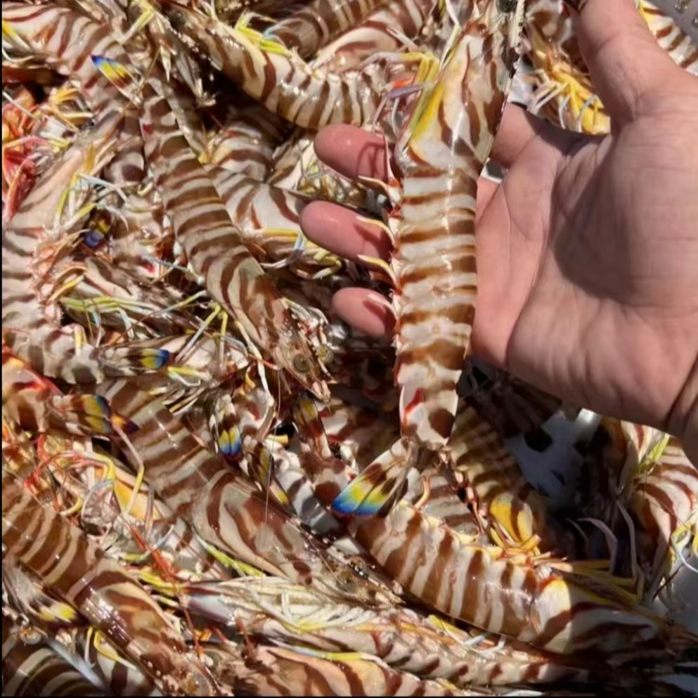 【年底福利】码头直发野生斑节虾 花虾 活冻九节虾5-7条/斤