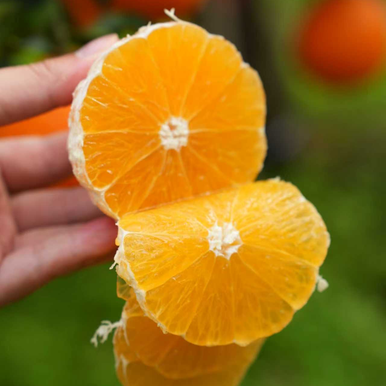 [现摘精品果冻橙]四川眉山爱媛果冻橙鲜果新鲜采摘清甜无籽无渣