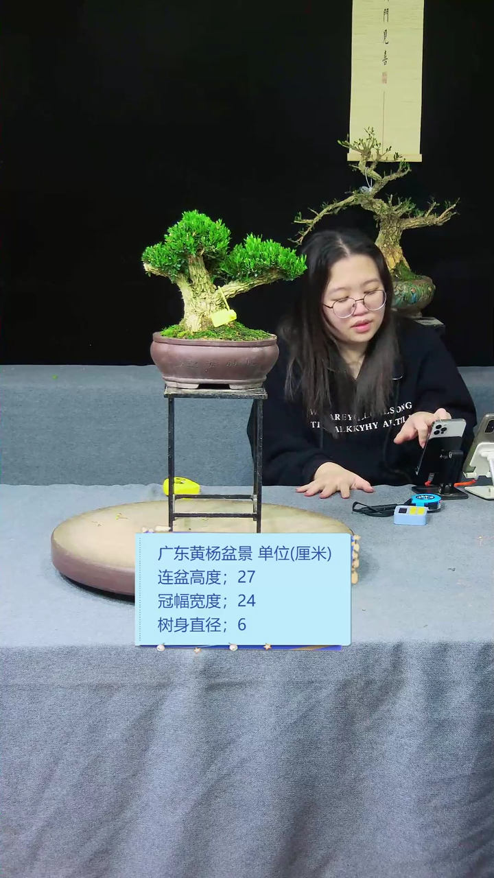 【闪购商品】黄杨盆景黄杨盆景