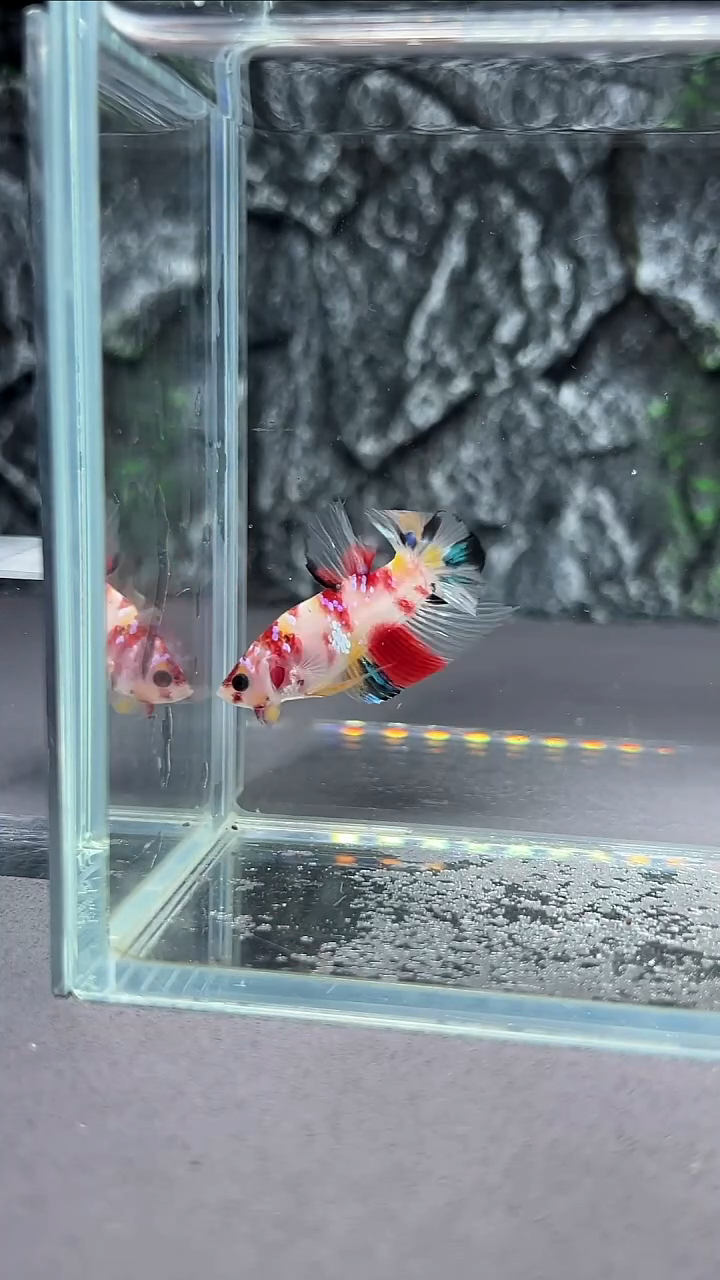 斗鱼竞拍链接A086