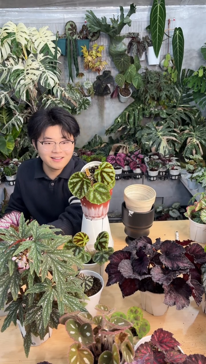 完全开放丽文秋海棠（原生）