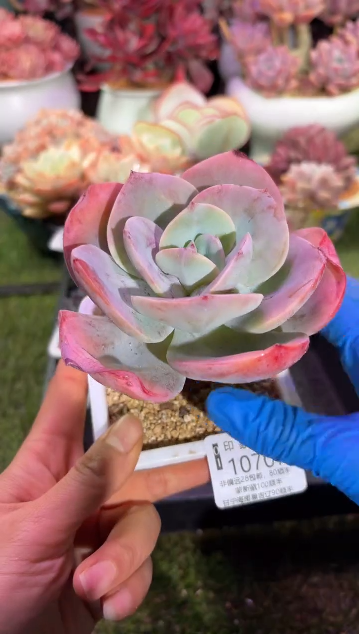 【闪购商品】10707