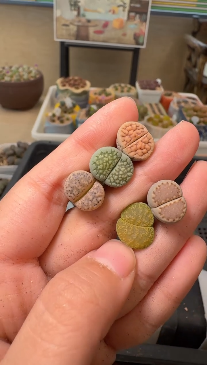 多肉植物肉锥脱土发21-68