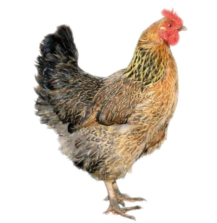东北散养散放二年老母鸡