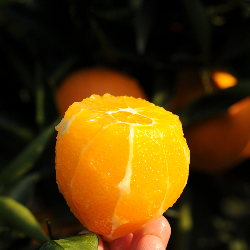 安西脐橙20斤香甜脆嫩多汁赣南脐橙发源地橙子信丰脐橙