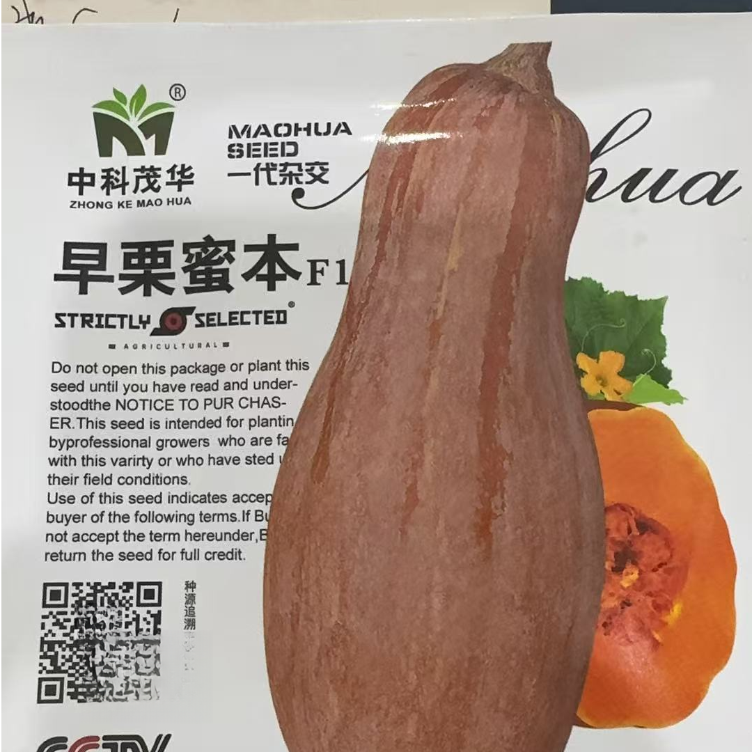 5克早栗蜜本南瓜种子
