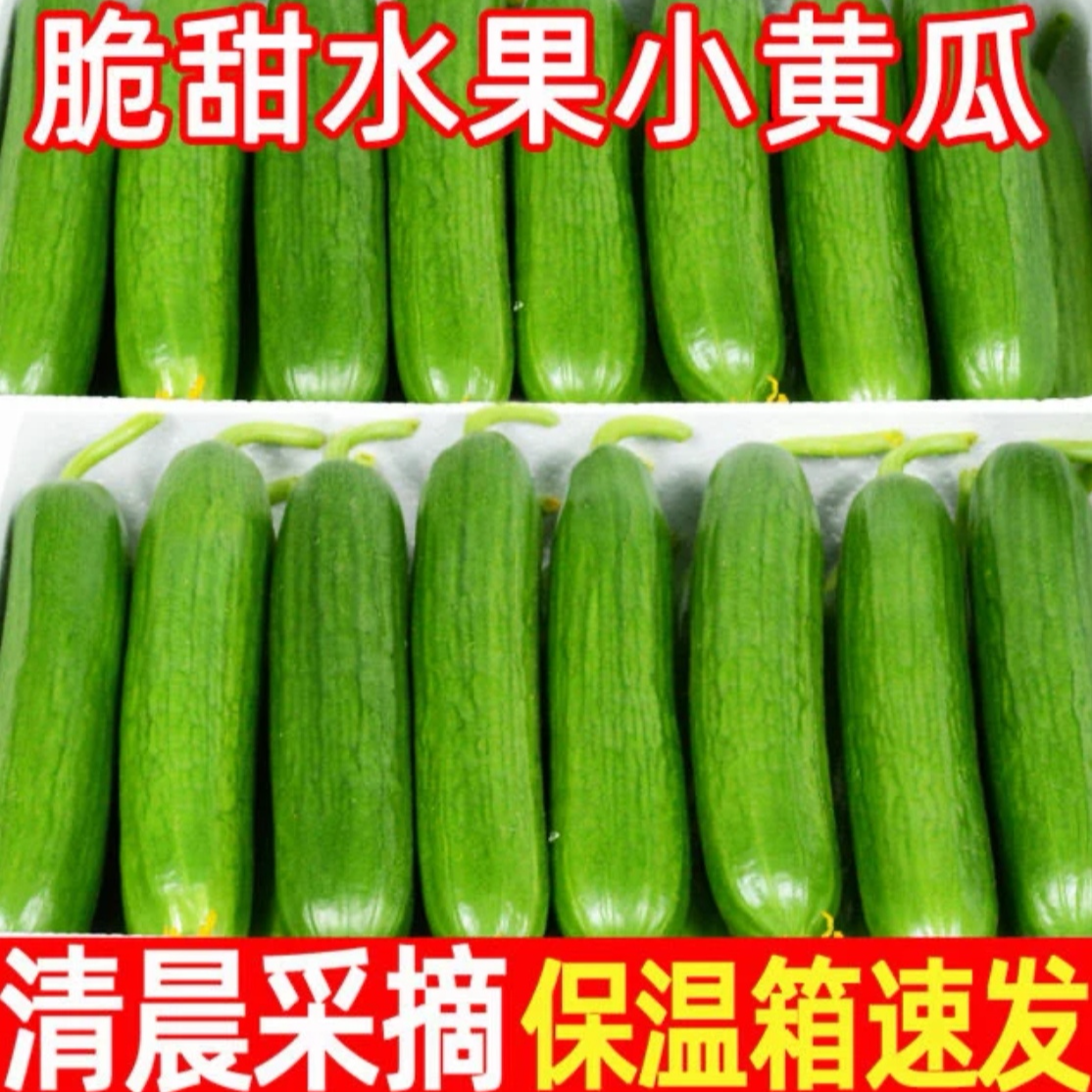 【新鲜采摘 坏果包赔】水果黄瓜新鲜时令黄瓜  净重2.5斤