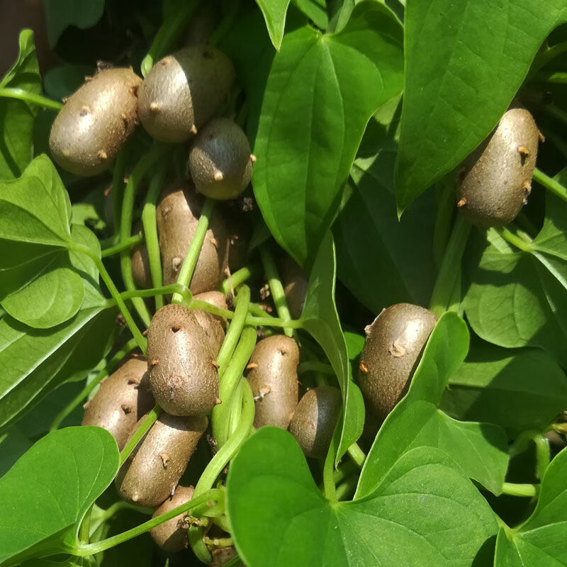 正宗农家新鲜铁棍怀山药豆大果软糯香甜可做糖葫芦