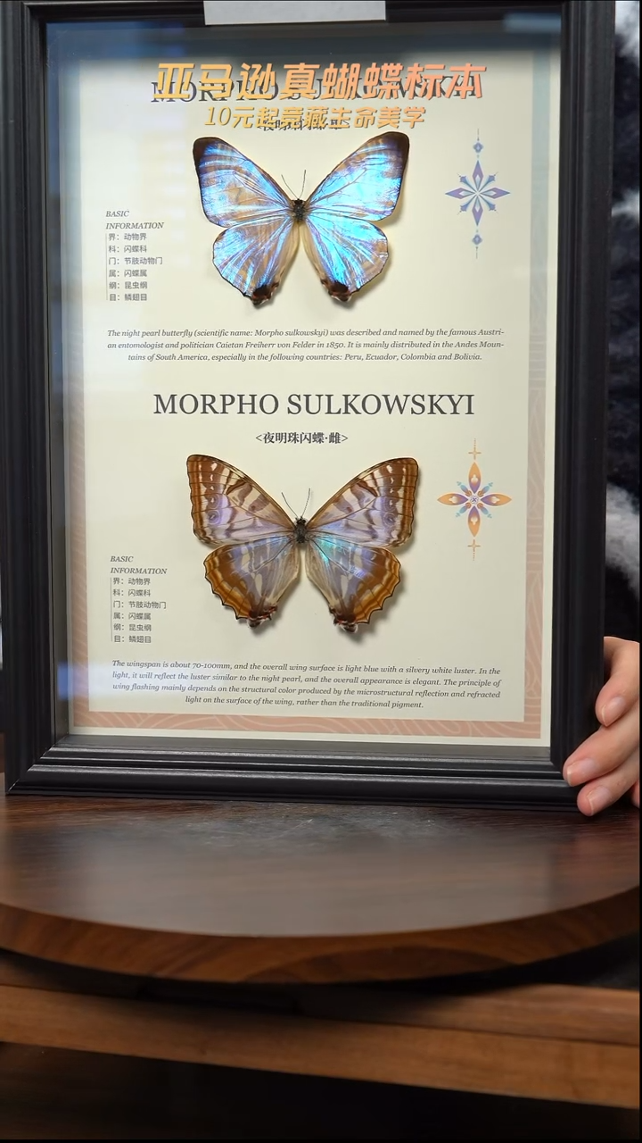 蝴蝶标本摆件竞拍d865