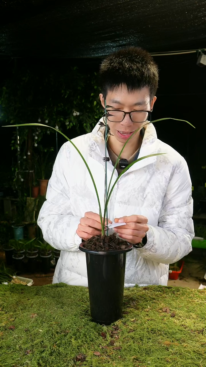 当前无花栽培后可以开花y**g寒兰资源紫红花（前垄单苗带花苞）