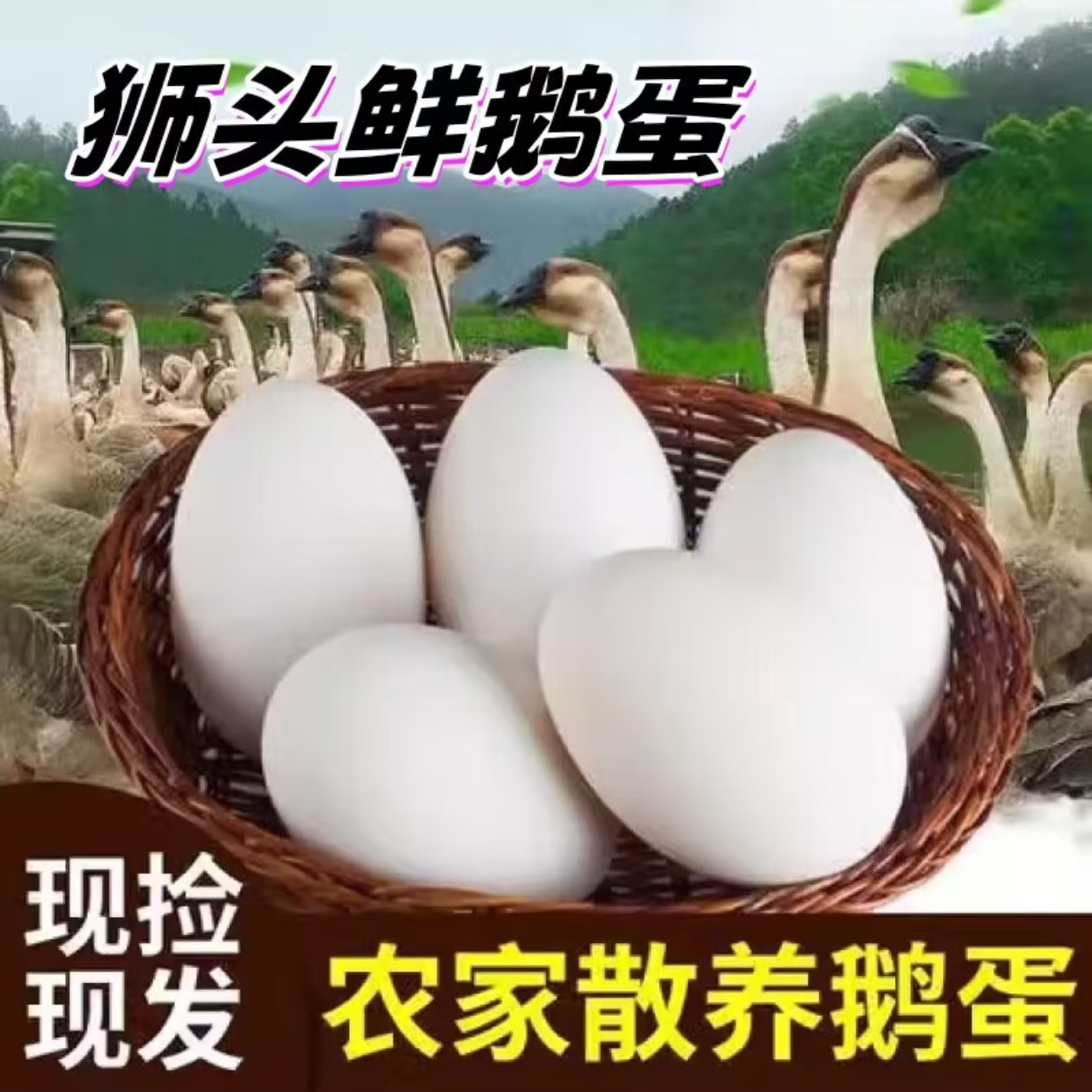 （一斤左右）特大 狮头鹅  蛋  出壳15天  脱温 可散养 顺丰包邮