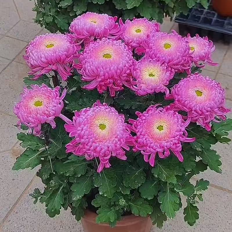 【花苞发货】[洹水映月]九月菊花苗大型花好养护简单耐寒耐旱